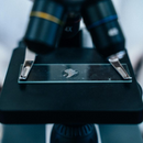 Lâmina Lisa Microscopia Lapidada 25,4 x 76,2mm 50un - Wiltex