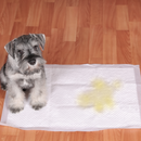 Tapete Higiênico Premium 60x60 cm 7un - Huspet